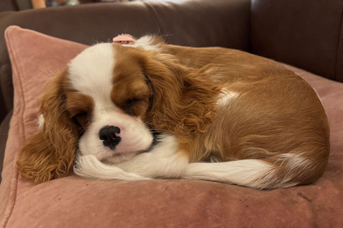 Myrtle - 2025_10_29 -2.jpg